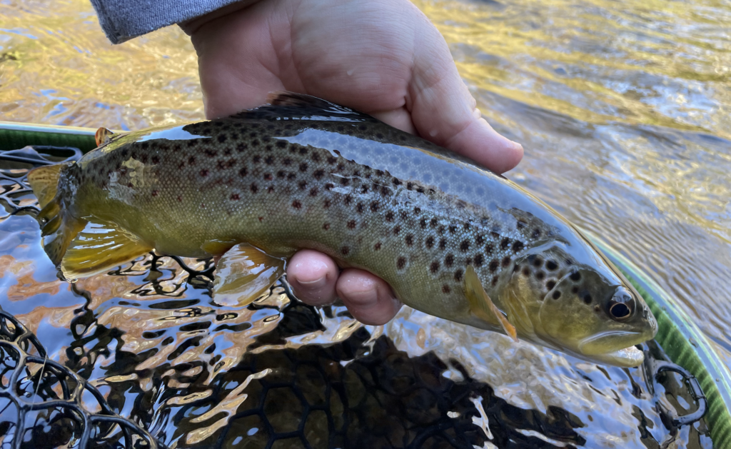 wild brown trout